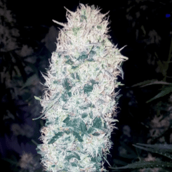 Blueberry Fem