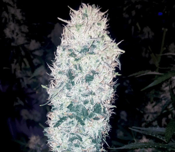 Blueberry Fem