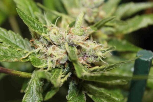 Purple Caper Seeds Chocolate Hashberry CBD