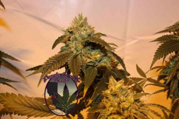Purple Caper Charlotte's Cookies CBD