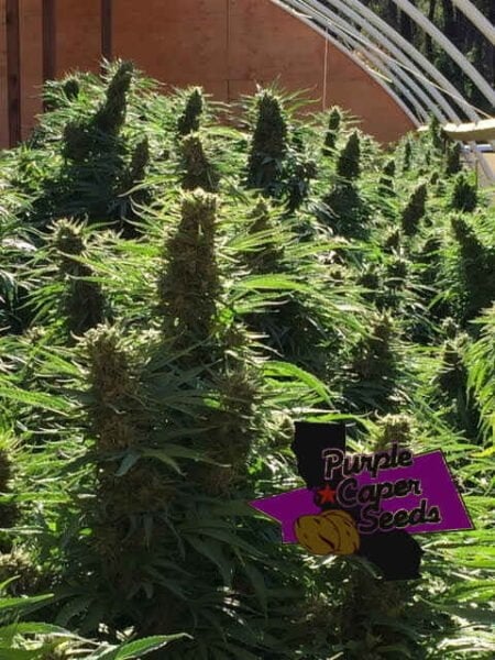 Purple Caper Chocolate Tonic CBD