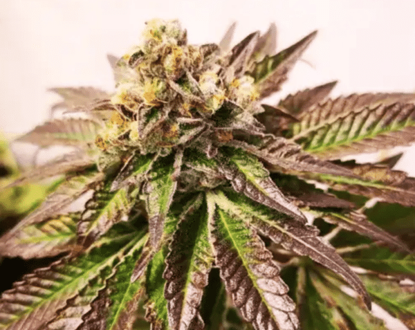 Gelato Fem