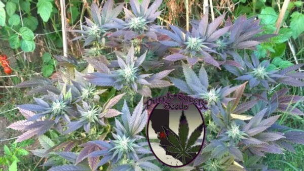 Purple Caper Grand Chocolate