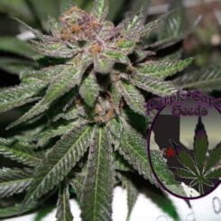 Purple Caper Grape Fire