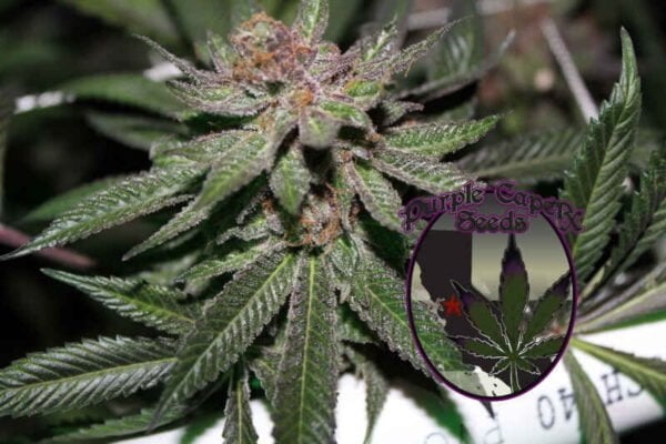 Purple Caper Grape Fire