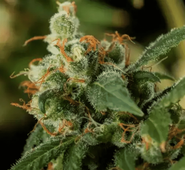 Green Crack