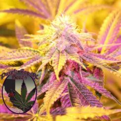 Key Lime Z Cannabis Seeds by Purple Caper Seeds