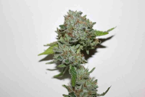Purple Caper Seeds Luxor's Hashberry