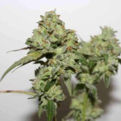 Purple Caper Seeds Luxor's Magic