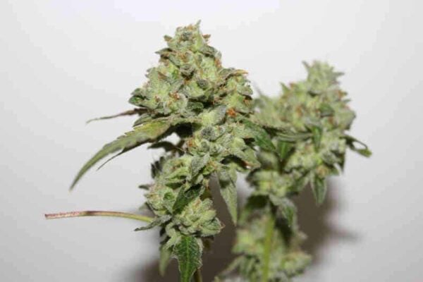 Purple Caper Seeds Luxor's Magic