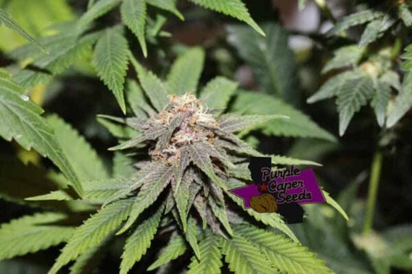 Purple Caper MAC Daddy