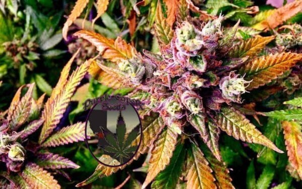 Purple Caper Purple Cookies