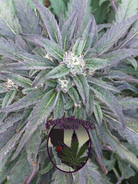 Purple Caper Purple Punch X
