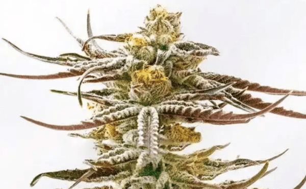 Purple Punch Fem