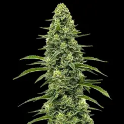 Skywalker Cannabis Seeds by Bulk White Label