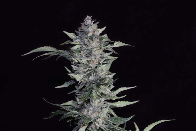 A close-up view of a cannabis plant with dense green buds and leaves against a black background evokes Something Good (F), capturing the essence of natural beauty.