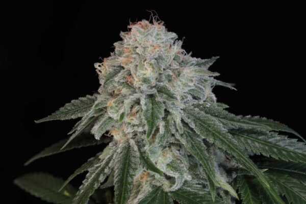Close-up image of a cannabis bud covered in dense trichomes against a black background. The bud is green with white and orange hairs, promising Something Good (F).