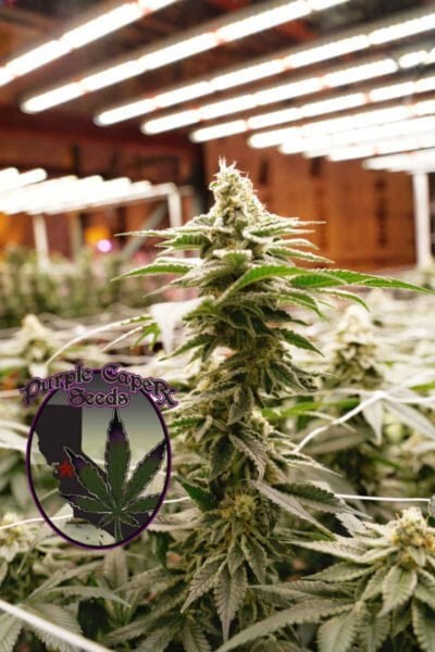 Purple Caper Tonic's Web CBD