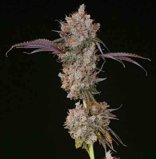 ETHOS XXX FEM PHOTO