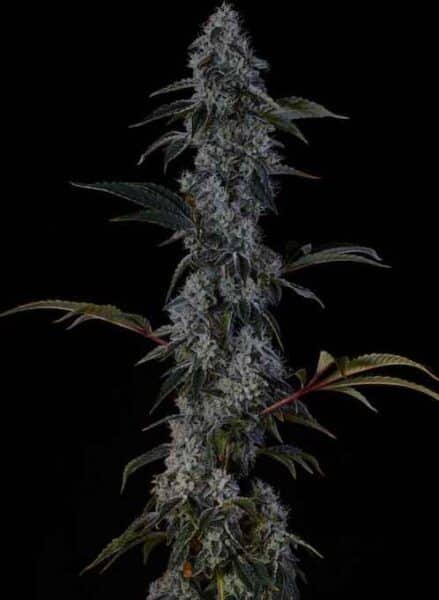 ETHOS ZWEET OG F2
