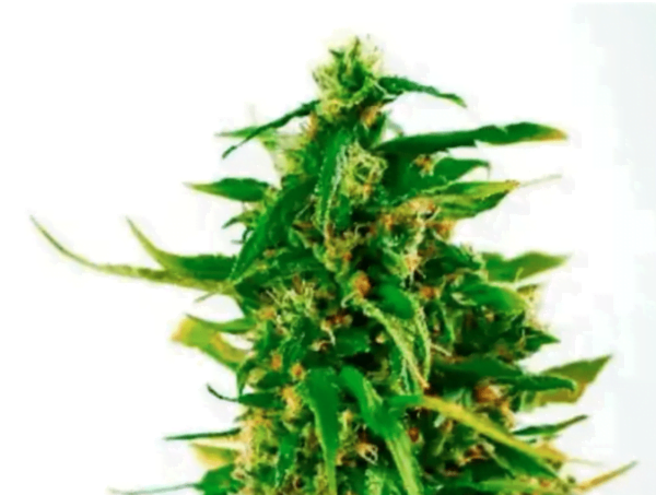 Wedding Cake Fem