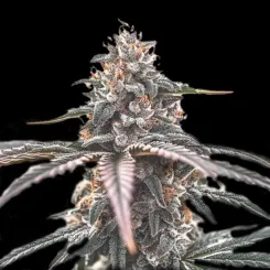 Wedding Cake Cannabis Seeds by Bulk White Label