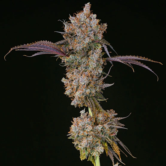 XXX Cannabis Seeds by Ethos Genetics