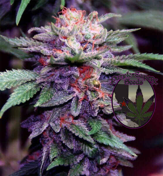 Purple Caper Zkittlez Cake