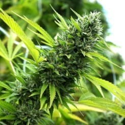 Humboldt Seed Organization Banana Sapphire