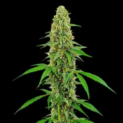 Green Crack Cannabis Seeds by Bulk White Label