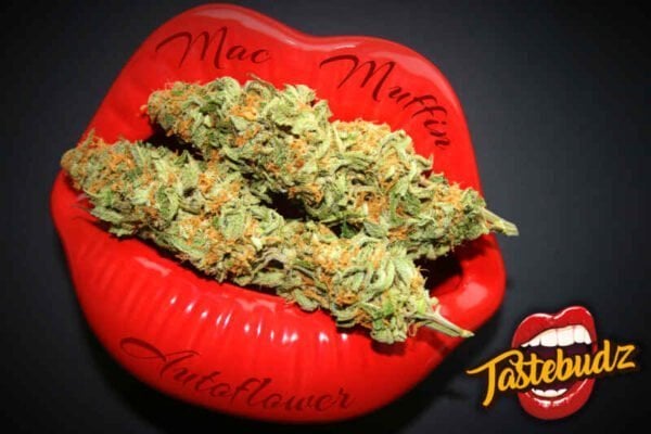Tastebudz Mac Muffin Auto