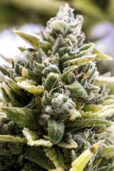 Humboldt Seed Organization OG Kush Auto