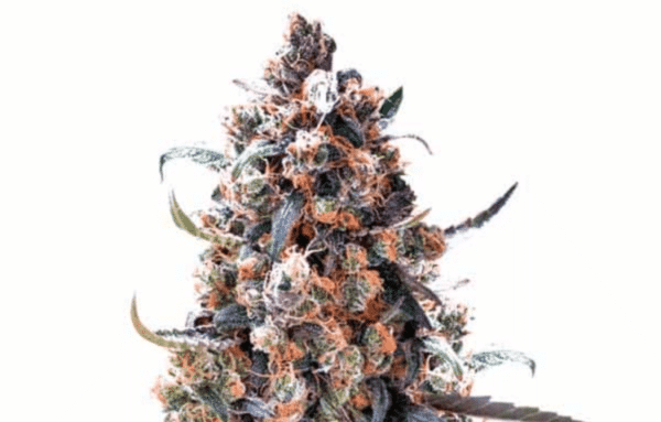 Green Crack Auto