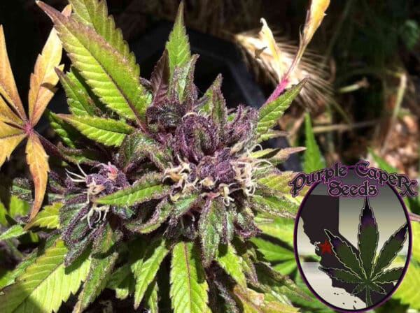 Purple Caper Chocolate Fire