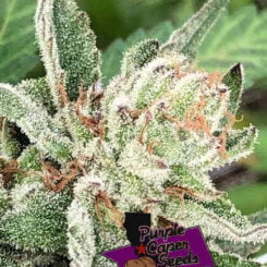 Chocolate Z Cannabis Seeds by Purple Caper Seeds