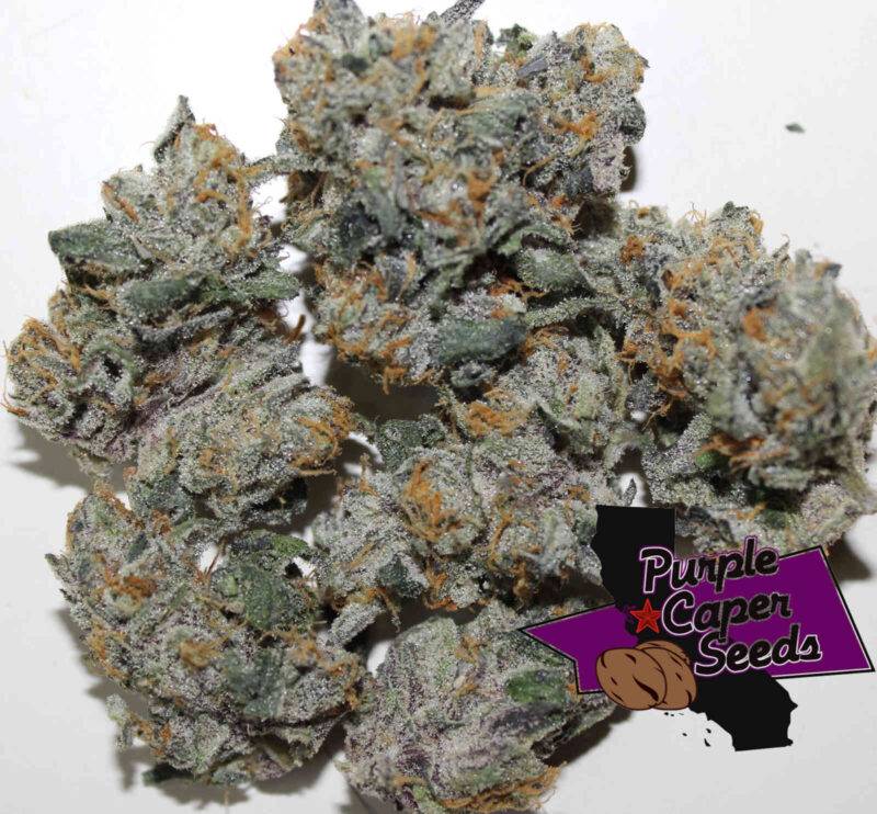 Purple Caper Chocolate Zkittlez