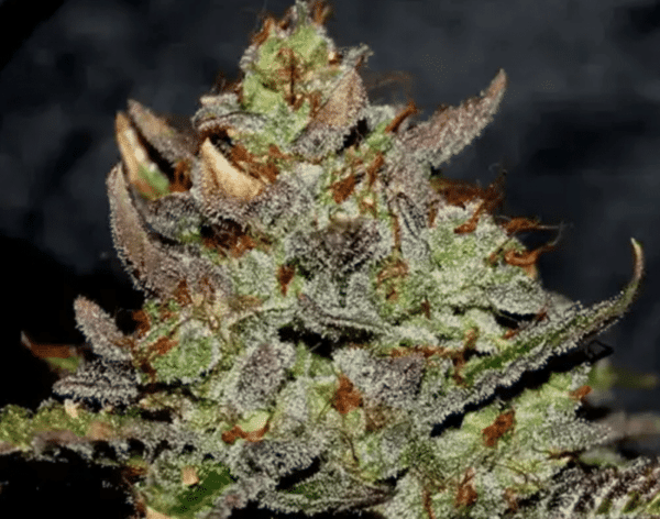 Girl Scout Cookies