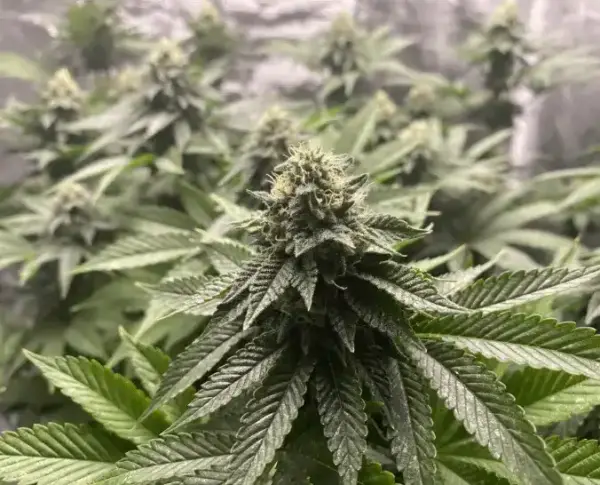 Girl Scout Cookies Auto