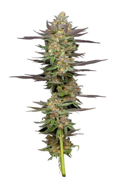 Mint-Jelly-Auto