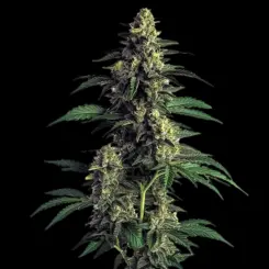 Northern Lights Cannabis Seeds by Bulk White Label