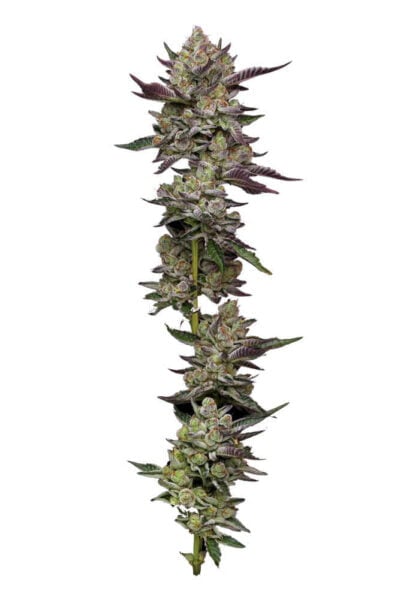 A vertically arranged Poddy Mouth (F) cannabis bud, showcasing dense clusters of flowers and leaves along its stem.