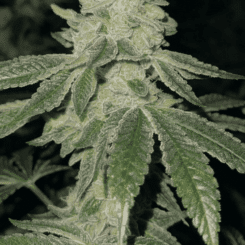 Close-up of a cannabis plant, Lava Cake S1 (F), with dense, leafy buds covered in trichomes. The plant's serrated leaves and intricate bud structure are visible against a dark background.