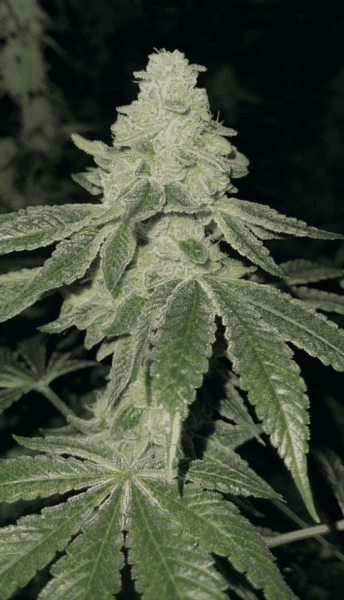 Close-up of a cannabis plant, Lava Cake S1 (F), with dense, leafy buds covered in trichomes. The plant's serrated leaves and intricate bud structure are visible against a dark background.