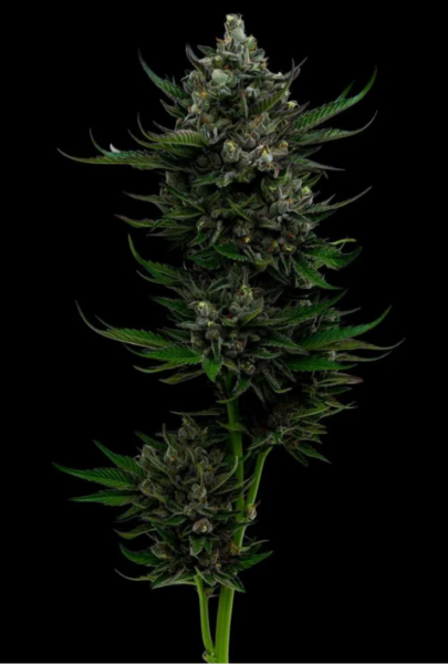 All Gas OG Auto by Humboldt Seed Company