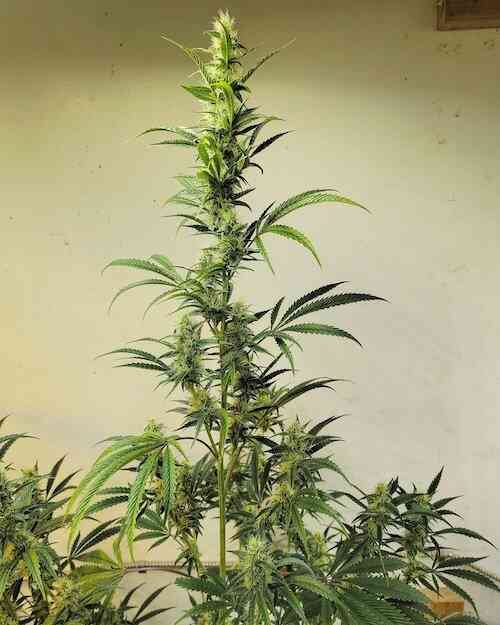 Ethos Haze IBL