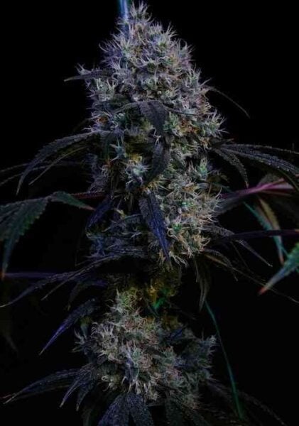 Super Lemon Haze Fem Ethos Genetics
