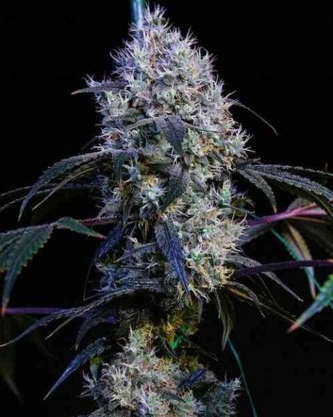 Ethos Thug Roze