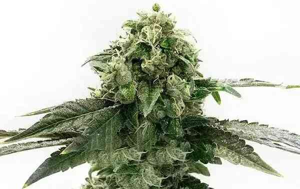 Close-up image of a Gelato Auto cannabis plant with dense buds and frosty trichomes against a white background.