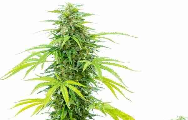bulk white label girl scout cookies fast fem