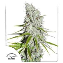 Dutch Passion CBD Skunk Haze